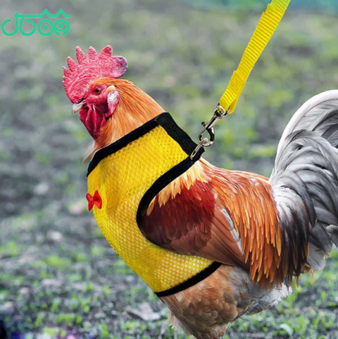 poule.png