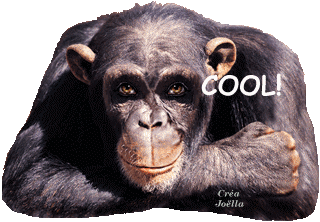 chimpanze_trop_cool__p90uoz.gif