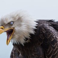 Aiglefou