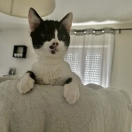 CHAOUI