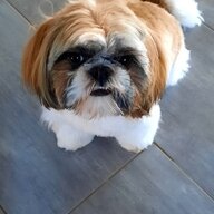 Gomette
