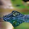 CAIMAN