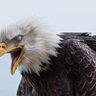 Aiglefou